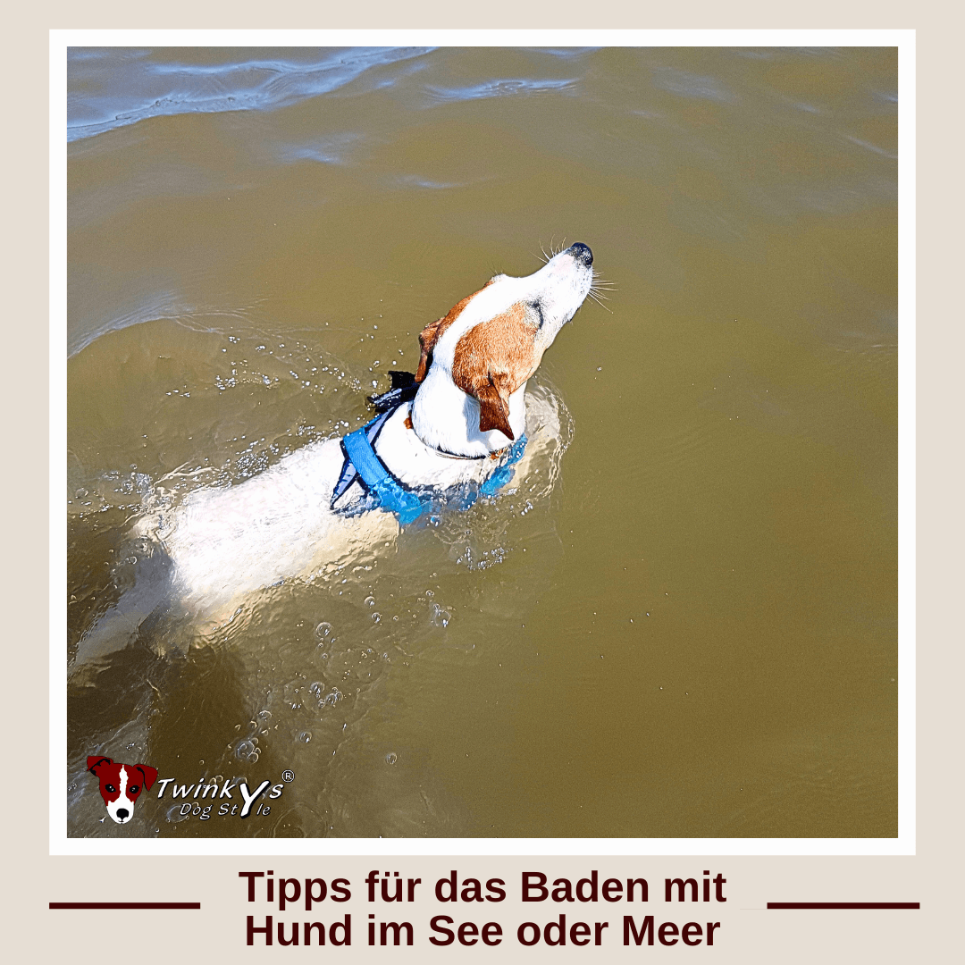 Ein Jack Russell Terrier schwimmt in trüben bräunlichen Wasser. Titelbild zum Twinkys Dog Style Artikel mit Tipps für das Baden mit einem Hund im See oder Meer.