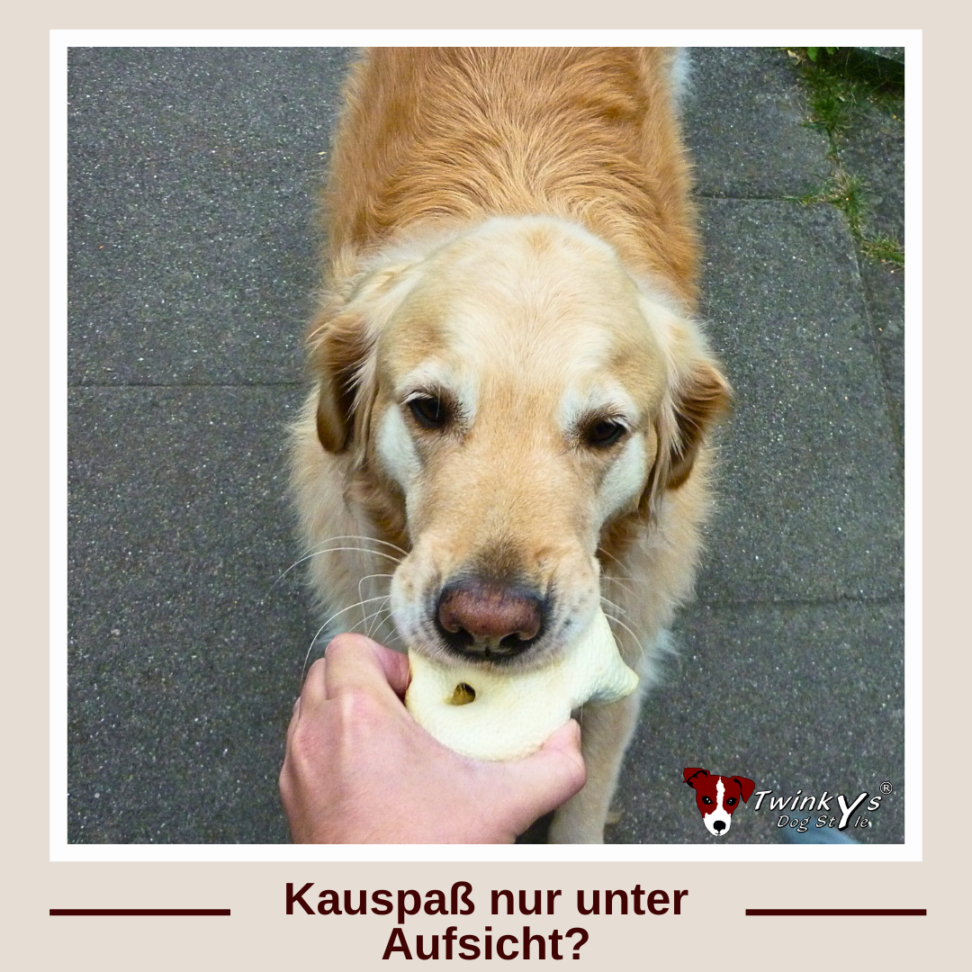 Hand hält Golden Retriever getrocknete Schweinenase hin, das Hund ins Maul nimmt. Titelbild zum Thema: Kauspaß nur unter Aufsicht