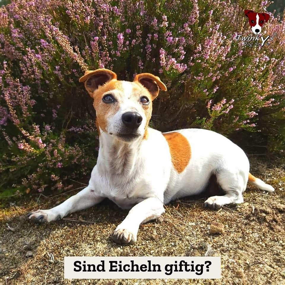 Sind Eicheln giftig für Hunde? Dürfen Hunde Eicheln fressen?