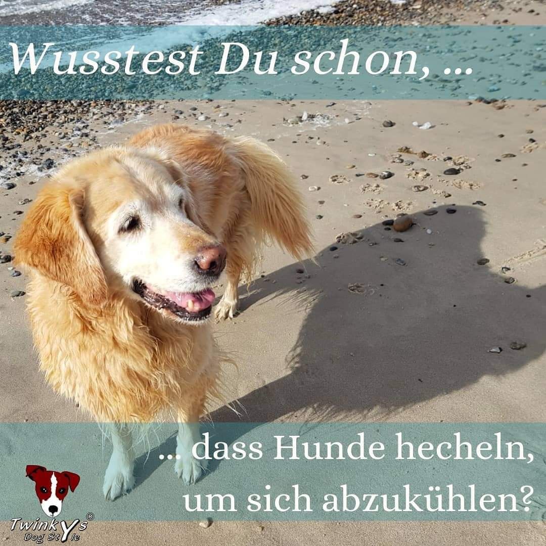 Warum hecheln Hunde?