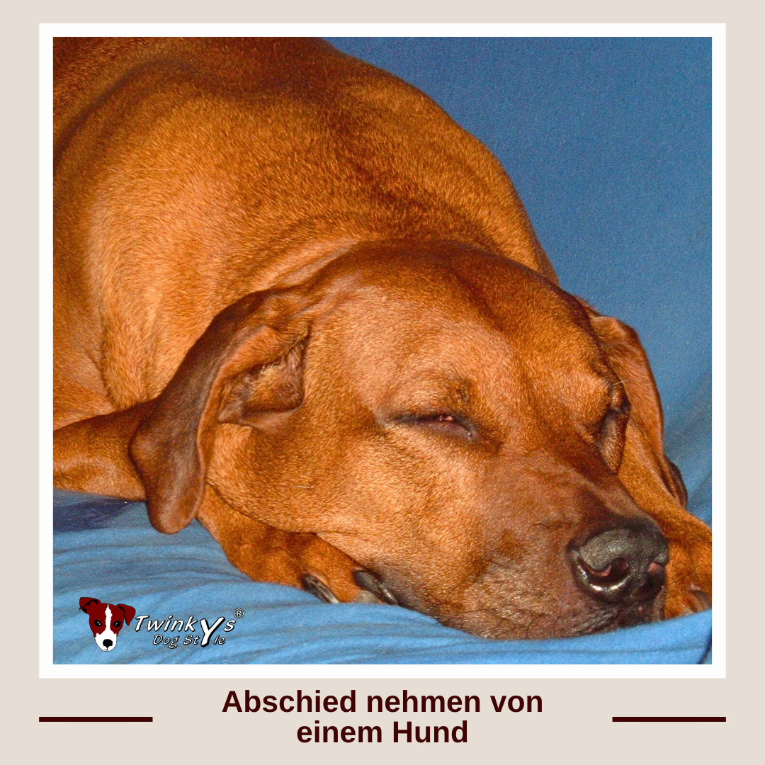 Rhodesian Ridgeback liegt auf blauem Sofa und schläft. Magazinbild zum Artikel mit dem Thema was es zu beachten gibt, wenn ein Hund stirbt.