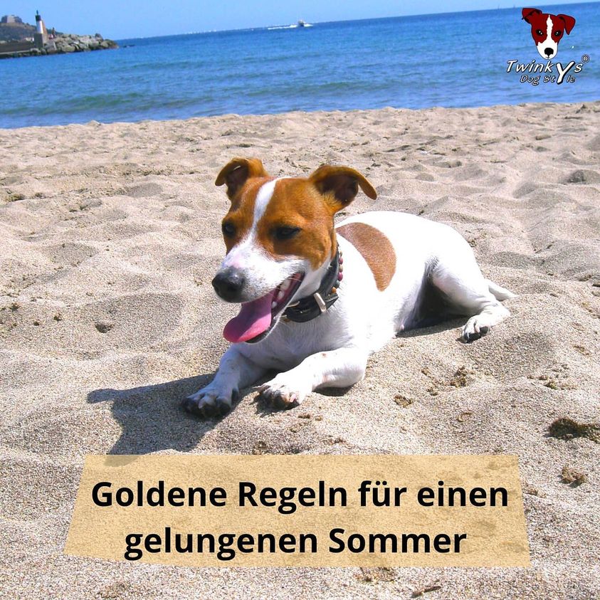 Goldene Regeln für einen gelungenen Sommer mit Hund