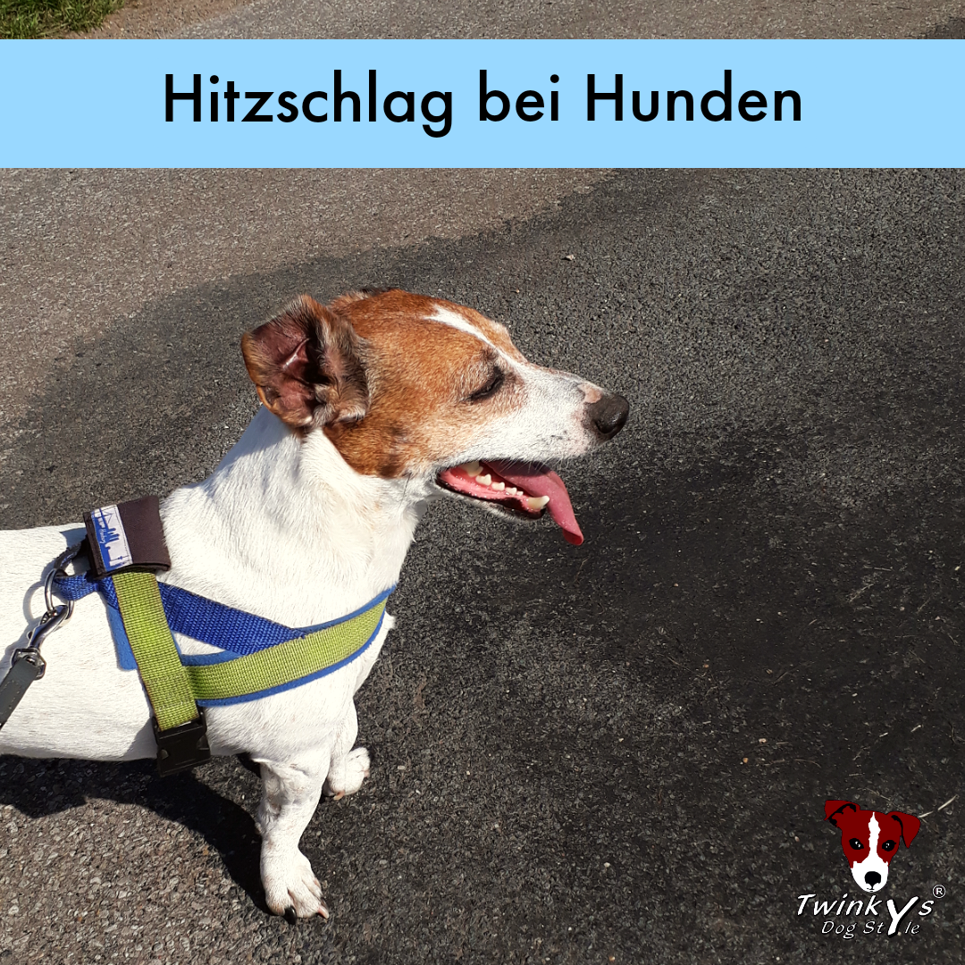 Hitzschlag beim Hund: Was ist das und wie erkennt man ihn?