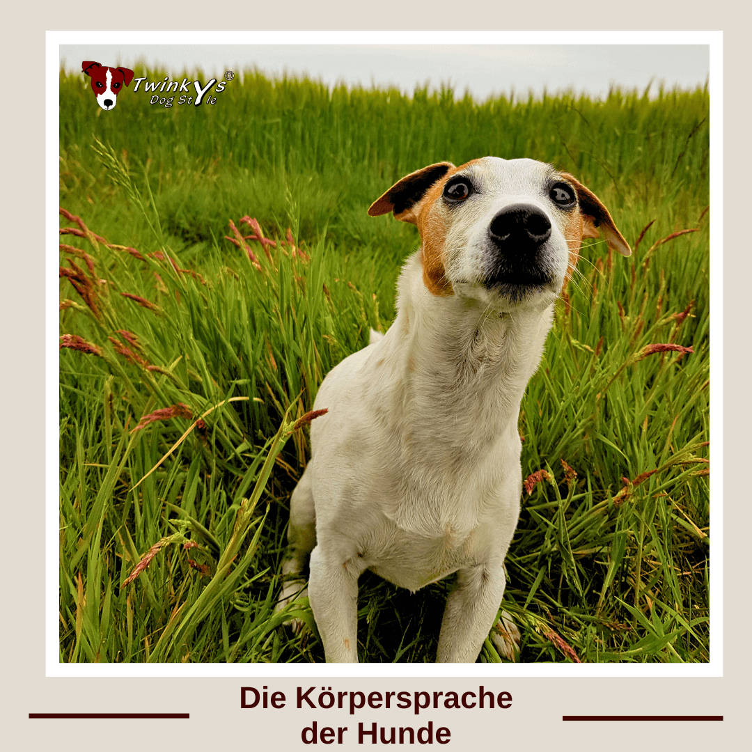 Ein kleiner weiß-brauner Jack Russell Terrier sitzt in einem hohen grünen Grasfeld und blickt direkt in die Kamera. Im oberen linken Bildbereich ist das Logo von Twinkys Dog Style zu sehen. Unten steht der Text: „Die Körpersprache der Hunde