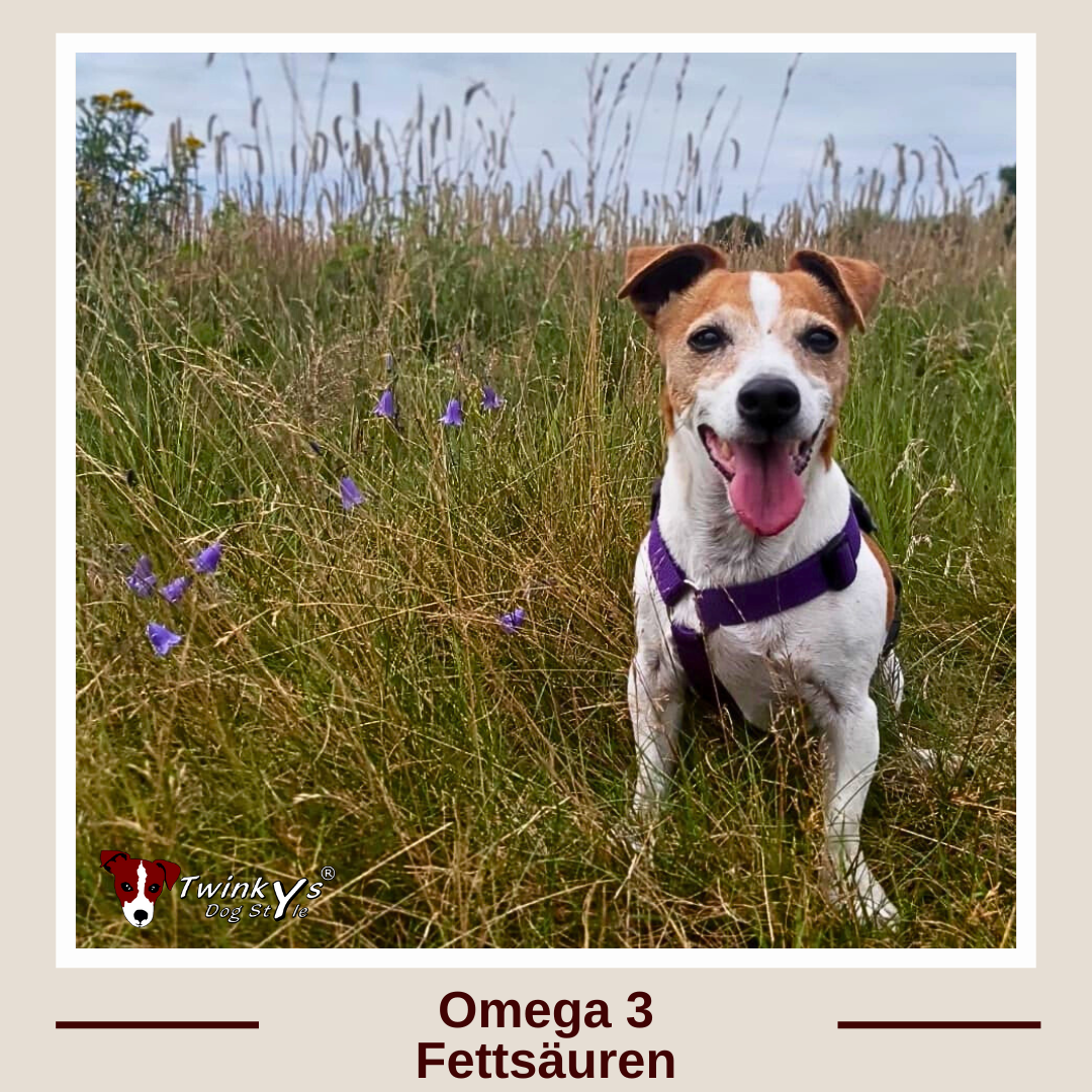 Jack Russell Terrier Hündin sitzt in hohem Gras und Kornblumen. Sie hechelt freudig. Titelbild zu Twinkys Dog Style Magazinartikel zum Thema Omega 3 Fettsäuren bei Hunden