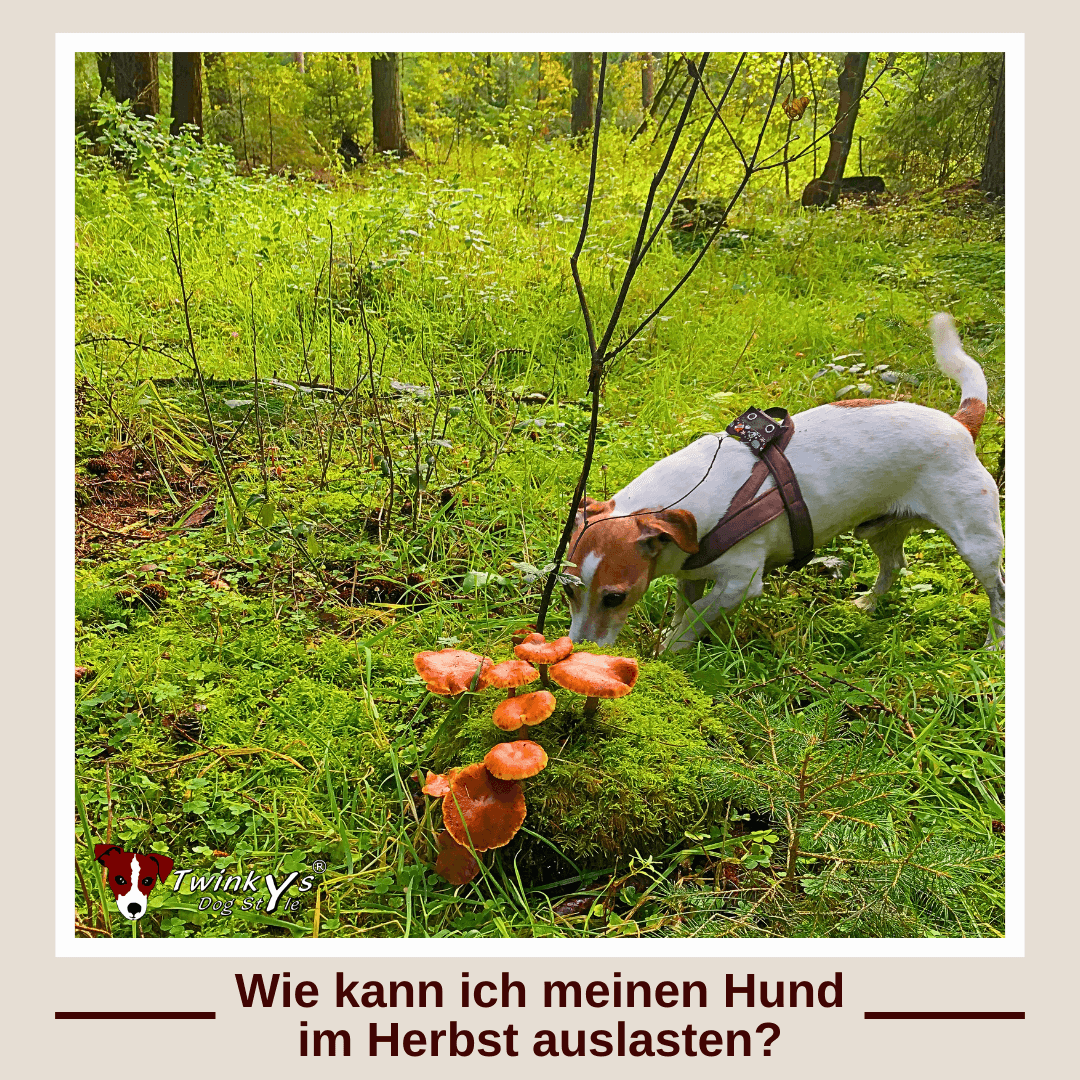 Jack Russell schnüffelt an von Moos bedecktem Stein. Vor ihm sind braune Pilze im Wald zu sehen. Titelbild zu dem Magazinbeitrag in dem Ideen vorgestellt werden, mit denen man seinen Hund im Herbst auslasten kann.