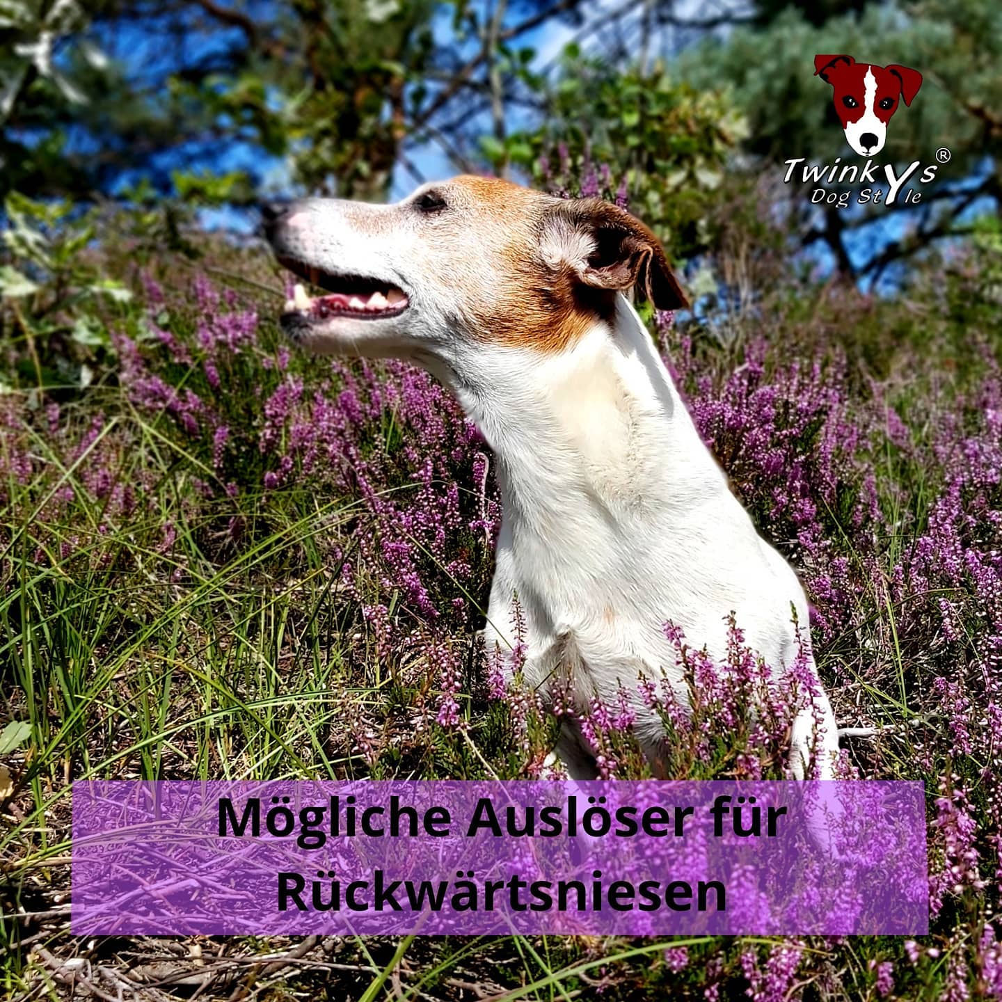 Mögliche Auslöser für Rückwärtsniesen beim Hund