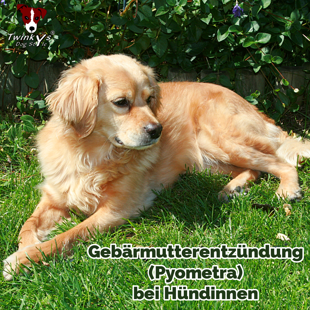 Gebärmutterentzündung (Pyometra) bei Hündinnen